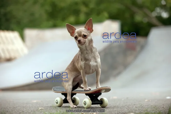 : DOG - Chihuahua on skateboard in skate park : DOG - Chihuahua on skateboard in skate park