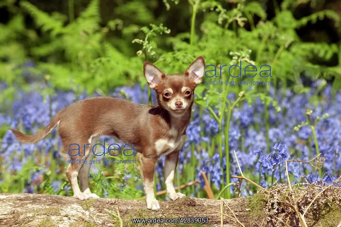 : DOG - Chihuahua standing in bluebells : DOG - Chihuahua standing in bluebells