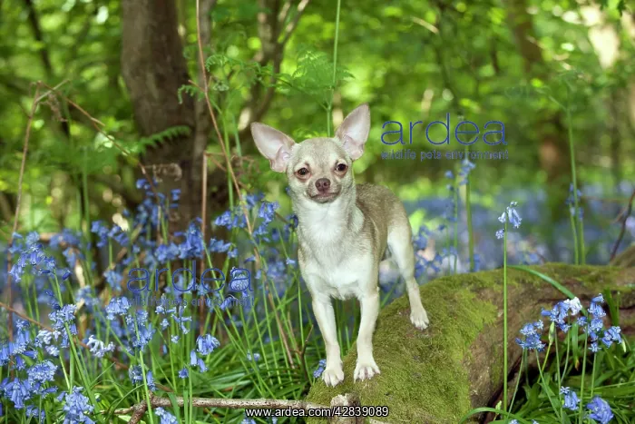 : DOG - Chihuahua standing in bluebells : DOG - Chihuahua standing in bluebells