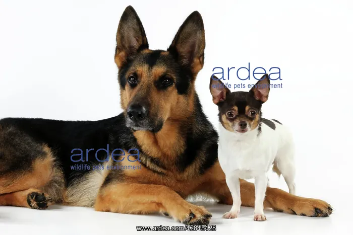 : DOG Chihuahua standing next to a german shepherd laying down : DOG Chihuahua standing next to a german shepherd laying down