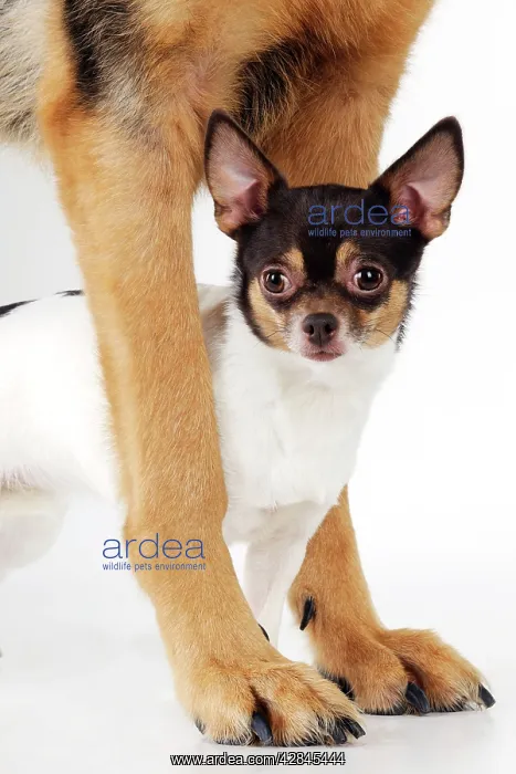 : DOG Chihuahua standing between a german shepherds paws : DOG Chihuahua standing between a german shepherds paws
