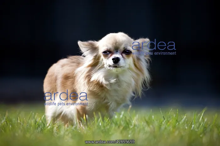  : Dog - Chihuahua standing in grass