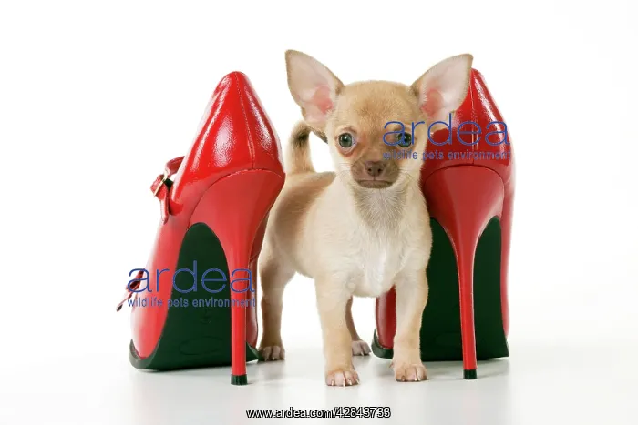 : DOG - Chihuahua standing with red shoes : DOG - Chihuahua standing with red shoes