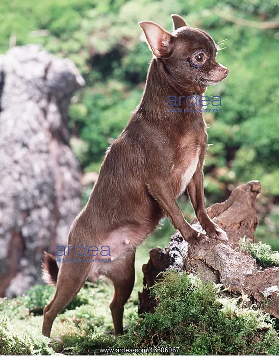 : DOG - CHIHUAHUA, Standing up by tree stump : DOG - CHIHUAHUA, Standing up by tree stump