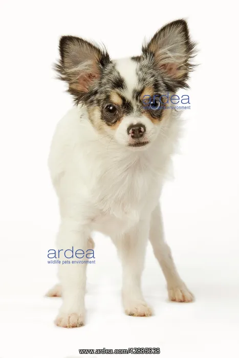  : Dog - Chihuahua in studio