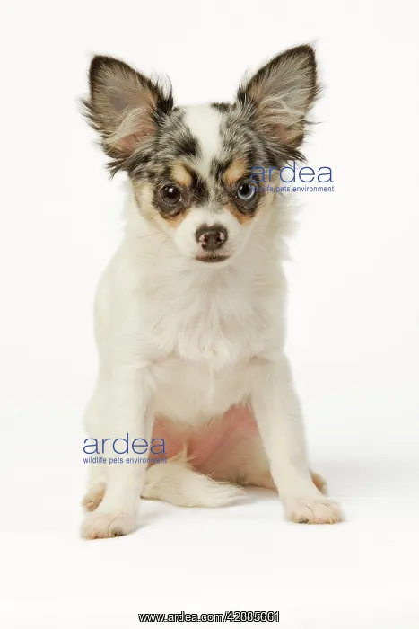  : Dog - Chihuahua in studio