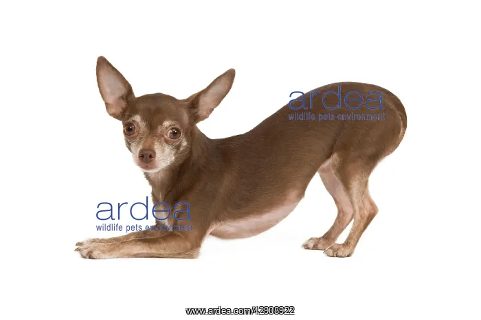 : Dog - Chihuahua in studio - play bowing : Dog - Chihuahua in studio - play bowing