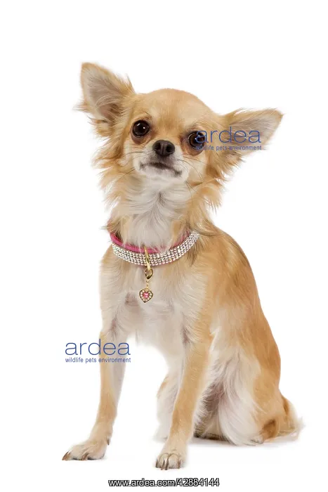 : Dog - Chihuahua in studio wearing sparkly collar : Dog - Chihuahua in studio wearing sparkly collar