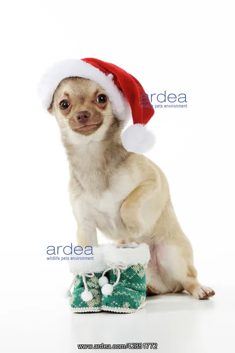 : DOG. Chihuahua wearing christmas hat & knitted boots : DOG. Chihuahua wearing christmas hat & knitted boots