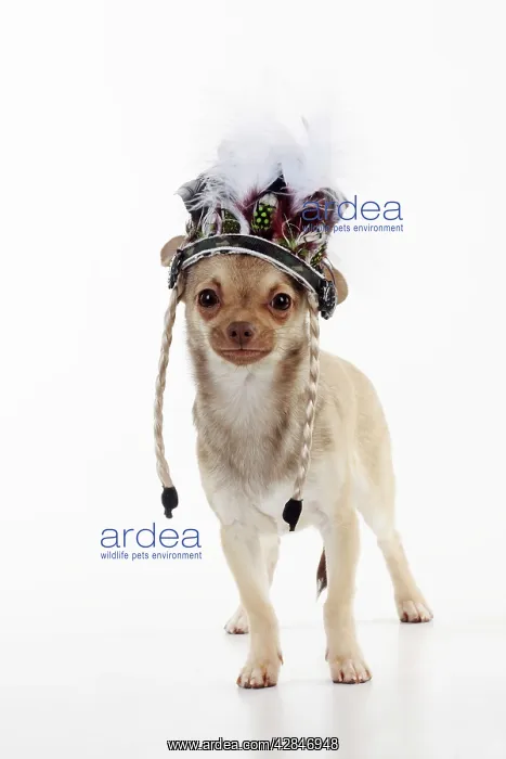 : DOG. Chihuahua wearing indian headress : DOG. Chihuahua wearing indian headress
