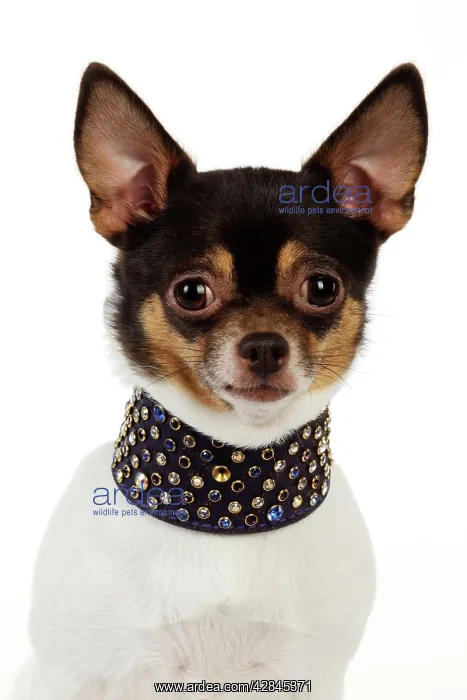 : DOG Chihuahua wearing large studded collar : DOG Chihuahua wearing large studded collar