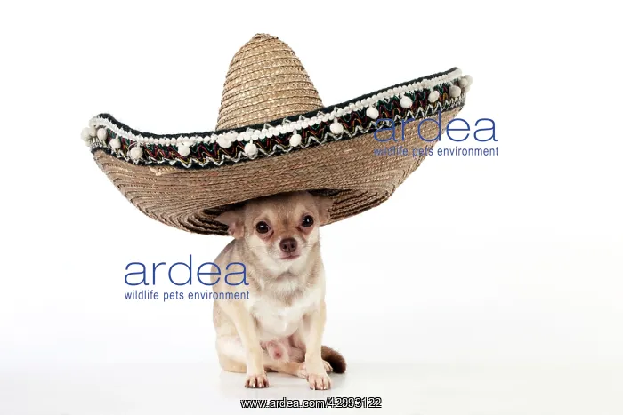 : DOG - Chihuahua wearing Mexican hat : DOG - Chihuahua wearing Mexican hat