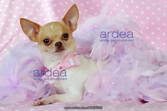 : DOG Chihuahua wearing pink collar laying on purple : DOG Chihuahua wearing pink collar laying on purple