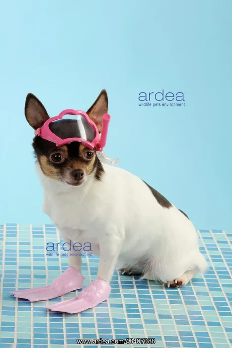 : DOG. Chihuahua wearing snorkel and flippers : DOG. Chihuahua wearing snorkel and flippers