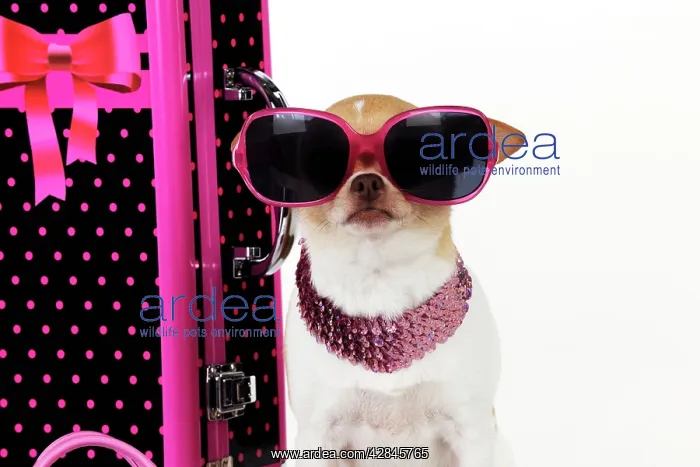 : DOG. Chihuahua wearing sunglasses with girly props : DOG. Chihuahua wearing sunglasses with girly props