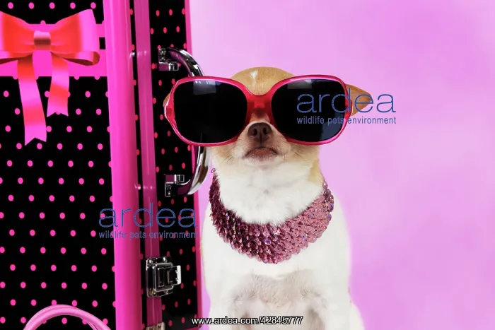 : DOG. Chihuahua wearing sunglasses with girly props : DOG. Chihuahua wearing sunglasses with girly props