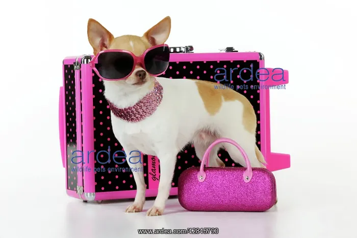 : DOG. Chihuahua wearing sunglasses with girly props : DOG. Chihuahua wearing sunglasses with girly props