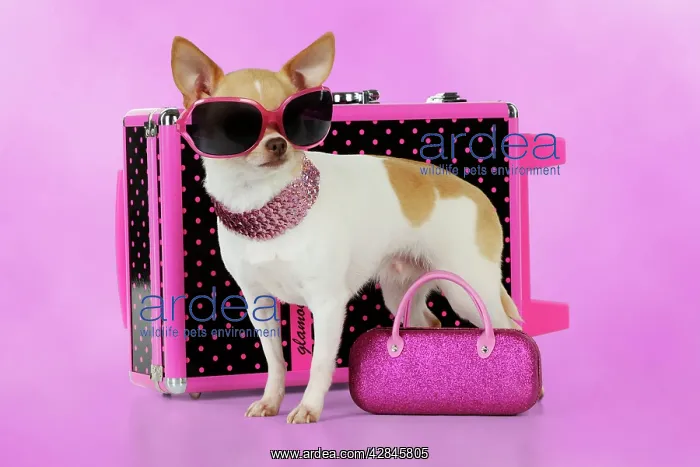 : DOG. Chihuahua wearing sunglasses with girly props : DOG. Chihuahua wearing sunglasses with girly props