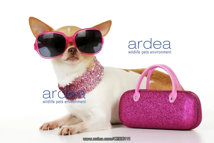 : DOG Chihuahua wearing sunglasses with pink bag : DOG Chihuahua wearing sunglasses with pink bag