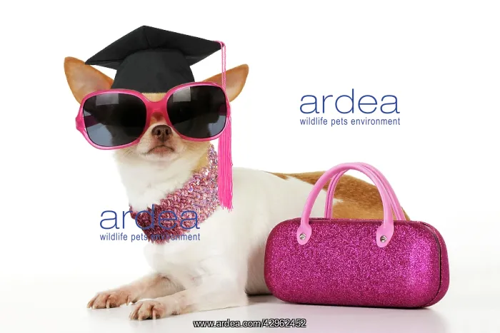 : DOG Chihuahua wearing sunglasses with pink bag and a graduat : DOG Chihuahua wearing sunglasses with pink bag and a graduat
