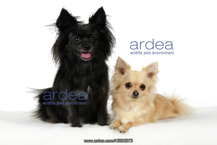 : DOG, Chihuahua, X2, black & fawn, sitting together : DOG, Chihuahua, X2, black & fawn, sitting together