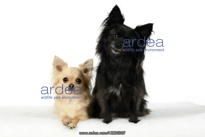  : DOG, Chihuahua, X2, black & fawn, sitting together
