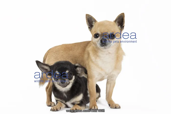  : Dog Chihuahuas