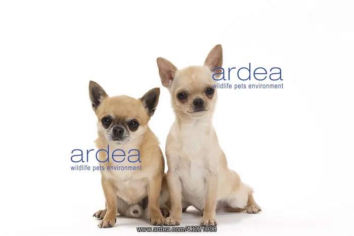  : Dog Chihuahuas