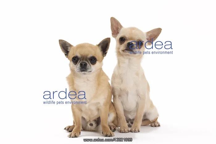  : Dog Chihuahuas