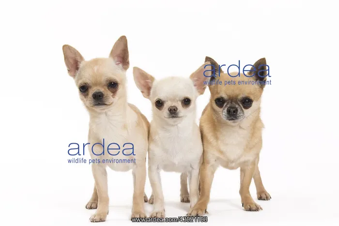 : Dog Chihuahuas