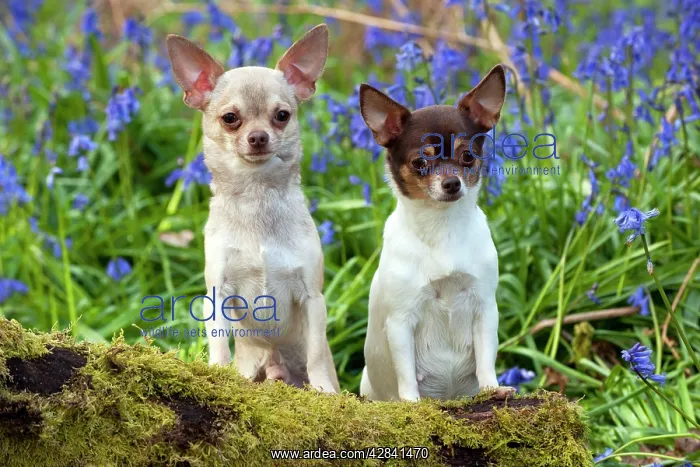 : DOG - Chihuahuas - in bluebells : DOG - Chihuahuas - in bluebells