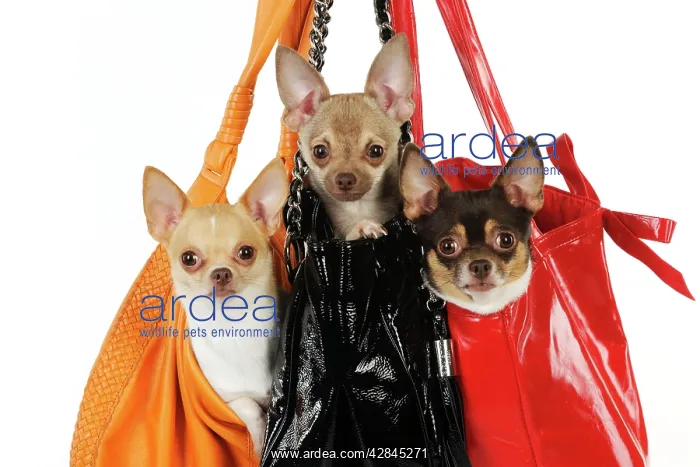 : DOG Chihuahuas in handbags : DOG Chihuahuas in handbags