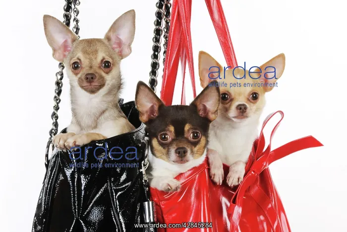 : DOG Chihuahuas in handbags : DOG Chihuahuas in handbags
