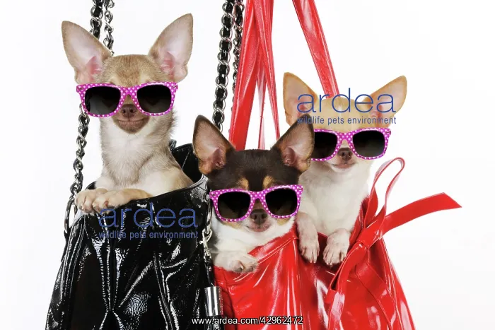 : DOG Chihuahuas in handbags wearing pink glasses : DOG Chihuahuas in handbags wearing pink glasses
