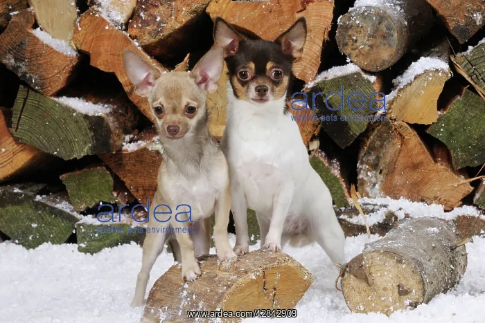 : DOG Chihuahuas in front of logs in snow : DOG Chihuahuas in front of logs in snow