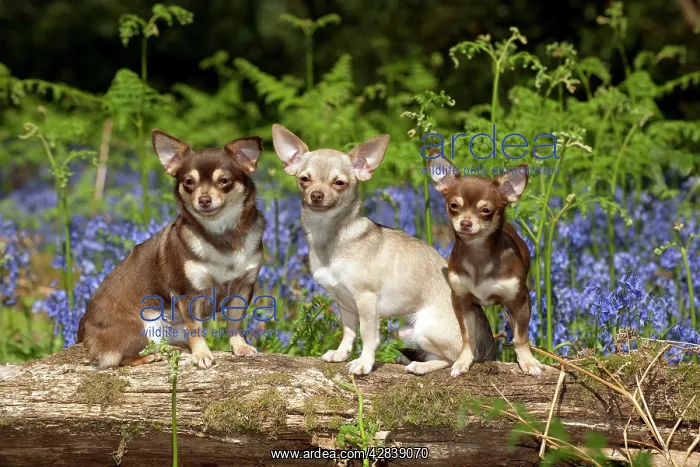 : DOG - Chihuahuas sitting together on log in bluebells : DOG - Chihuahuas sitting together on log in bluebells