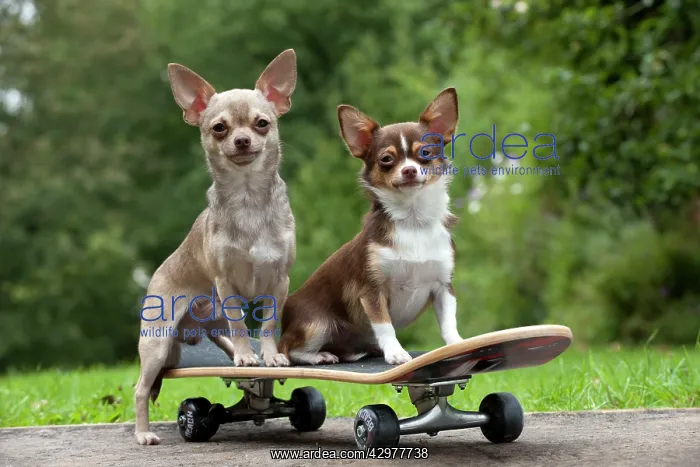 : DOG - Chihuahuas on skateboard : DOG - Chihuahuas on skateboard