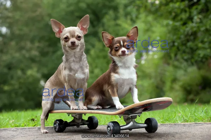 : DOG - Chihuahuas on skateboard : DOG - Chihuahuas on skateboard