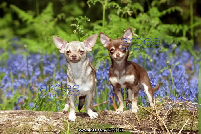 : DOG - Chihuahuas standing in bluebells : DOG - Chihuahuas standing in bluebells