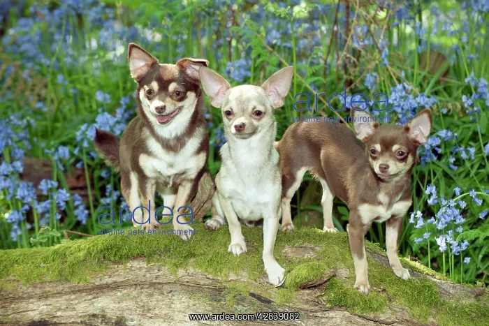 : DOG - Chihuahuas standing in bluebells : DOG - Chihuahuas standing in bluebells