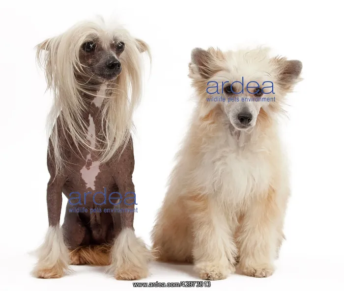  : Dog - Chinese Crested and Chinese Puff