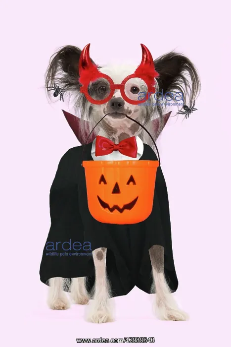 : Dog - Chinese Crested Dog : Dog - Chinese Crested Dog
