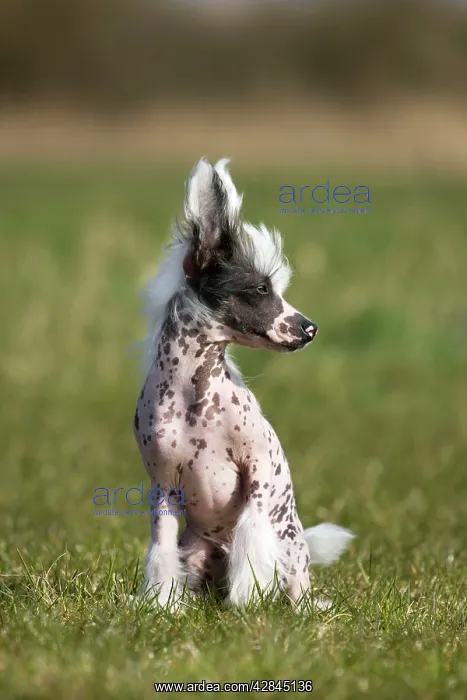 : Dog - Chinese Crested Dog - in garden : Dog - Chinese Crested Dog - in garden