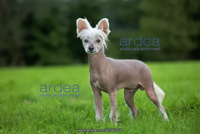  : Dog - Chinese Crested Dog - in garden