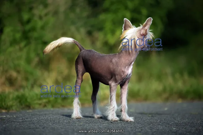  : Dog - Chinese Crested Dog - on road