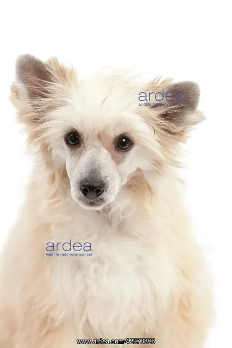  : Dog - Chinese Crested Powder Puff