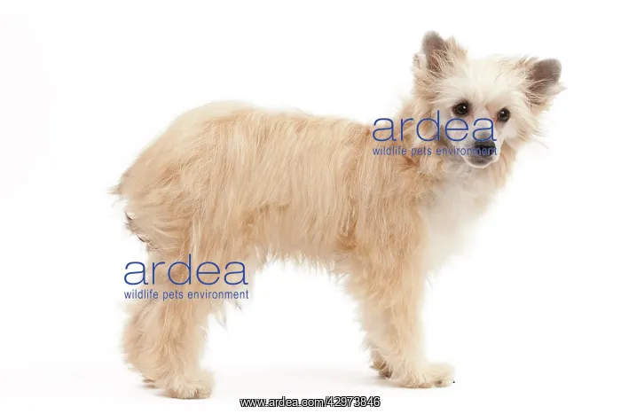  : Dog - Chinese Crested Powder Puff