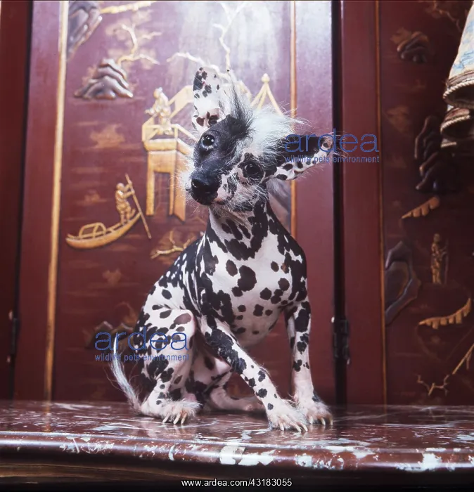 : DOG - CHINESE CRESTED - sitting, head on one side : DOG - CHINESE CRESTED - sitting, head on one side