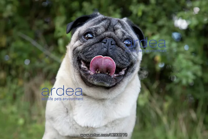  : Dog - Chinese Pug - sticking tongue out