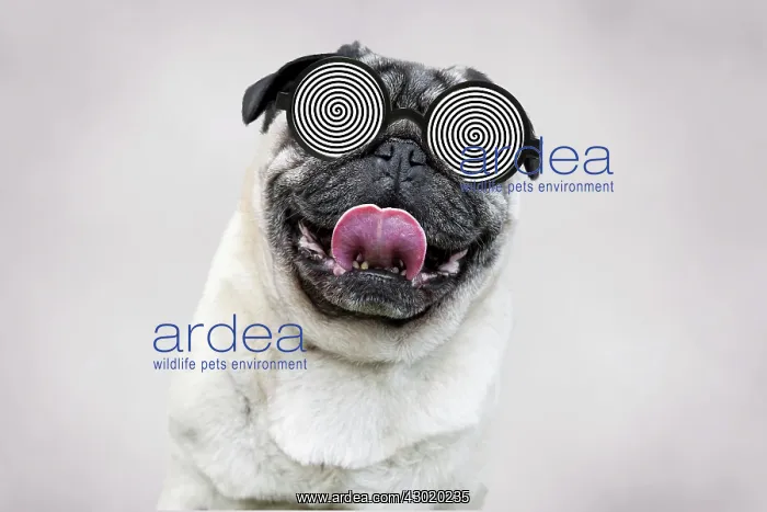 : Dog - Chinese Pug - sticking tongue out : Dog - Chinese Pug - sticking tongue out